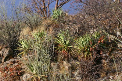 Aloe Vera plants near Epako Lodge