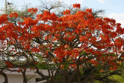A flowering tree, Namutoni Camp, Etosha