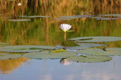 Water lily on the Kavango River near Shamvura Lodge