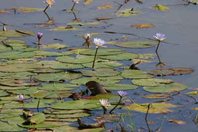 Bloom of water lilies at Kwetche in the Mahango Game Reserve