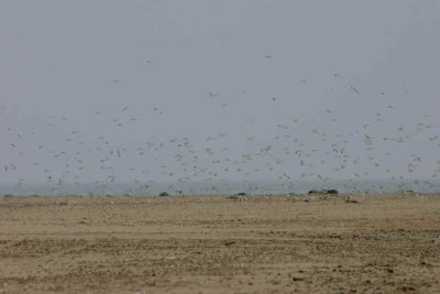 The tern flock in flight at Pelican Point, Walvis Bay