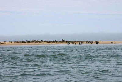 Cape Fur Seal colony at Pelican Point