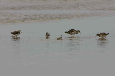Red-necked Phalarope with three Ruff and something else, Walvis Bay