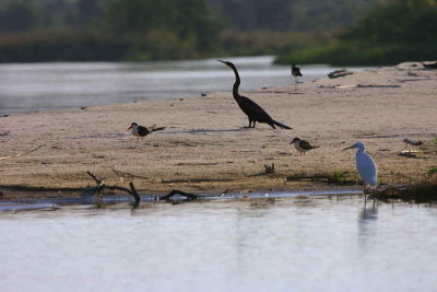 African Darter, Little Egret and Skimmers on a sand bar in the Kavango River