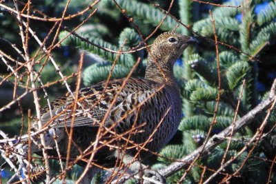 Black Grouse, Perthshire