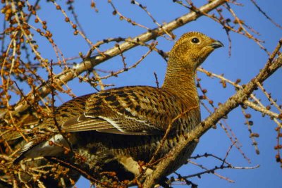 Black Grouse, Perthshire