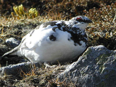 Male Ptarmigan beginning to moult from winter to summer plumage. Glen Shee ski centre.