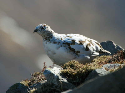 Female Ptarmigan beginning to moult from winter to summer plumage. Glen Shee ski centre.