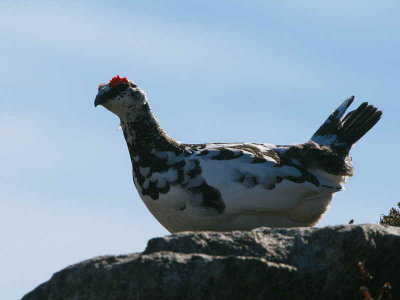 Male Ptarmigan beginning to moult from winter to summer plumage. Glen Shee ski centre.