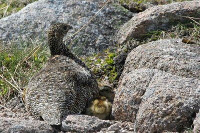 Female Ptarmigan in summer plumage with three chicks. In the northern corries of the Cairngorm Mountains.