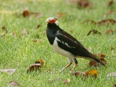 Asian Pied Starling