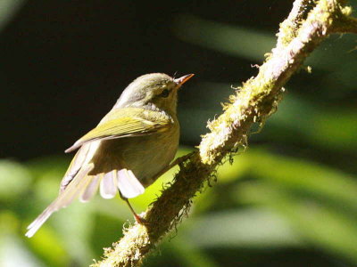 Blyth's Leaf Warbler