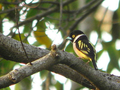 Black-and-yellow Broadbill