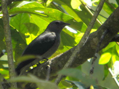 Black-winged Cuckooshrike