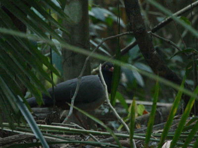 IMG_4746b.jpg