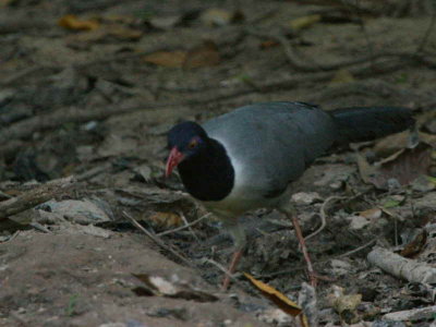 IMG_4750b.jpg