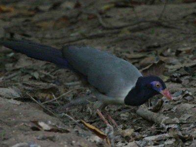 IMG_4762b.jpg