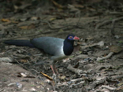 IMG_4768b.jpg
