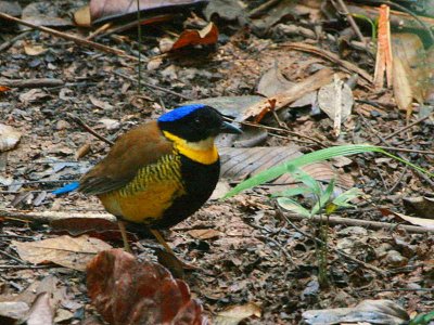 Thailand Birds - General Gallery