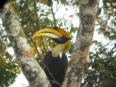 Thailand Birds - Individual Species Gallery