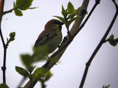 Plain-backed Sparrow