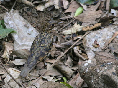 Scaly or White's Thrush, Doi Ang Khan, Thailand