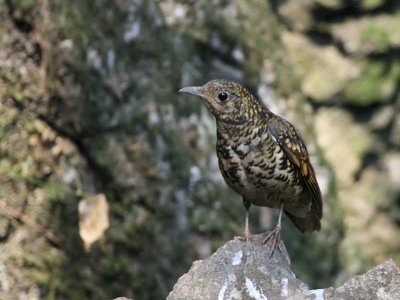 Scaly or White's Thrush, Doi Ang Khan, Thailand