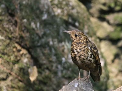 Scaly or White's Thrush, Doi Ang Khan, Thailand