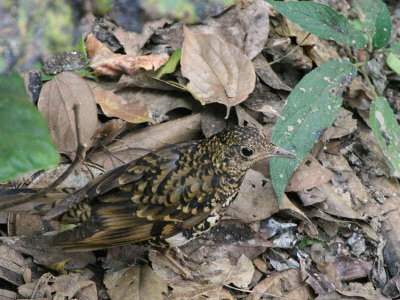 Scaly or White's Thrush, Doi Ang Khan, Thailand