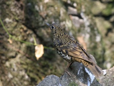 Scaly or White's Thrush, Doi Ang Khan, Thailand
