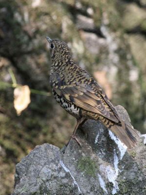 Scaly or White's Thrush, Doi Ang Khan, Thailand