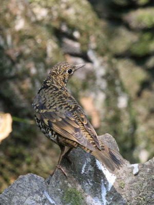 Scaly or White's Thrush, Doi Ang Khan, Thailand