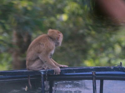 Monkey travelling on roof of truck - the monkeys are trained to pick coconuts from palm trees