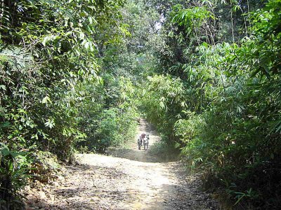 Birding is easier along the tracks - forest near Khao Nor Chuchi
