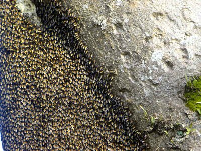 Bee hives in a big tree, Khao Nor Chuchi