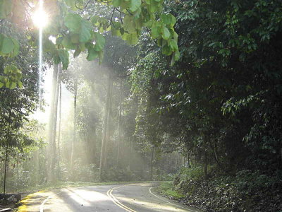 Early morning road in Sri Phang Nga National Park