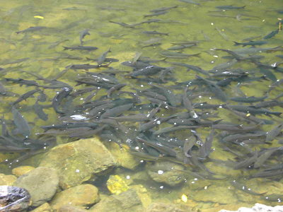 Fish in the river by the waterfall in Sri Phang Nga National Park
