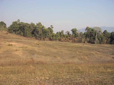 Cleared pasture area in Khao Yai National Park, herd of Samba deer in the distance
