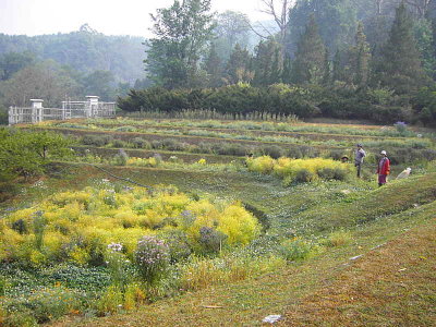The Doi Ang Khang Royal Project, the project prduces soft fruits and flowers. The workers are collecting flower seeds.