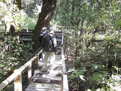 The nature trail boardwalk at the summit marsh on Doi Inthanon