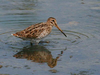 Pintail Snipe