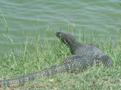Monitor Lizard, Phetchaburi fish ponds