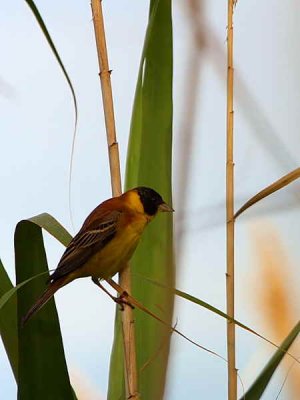 Black-headed Bunting, Dalyan, Turkey