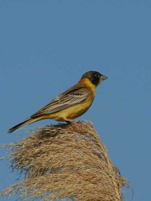 Black-headed Bunting, Dalyan, Turkey