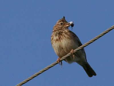 Crested Lark, Dalyan, Turkey