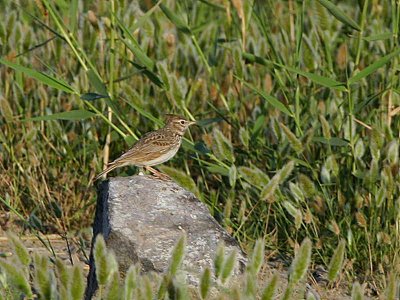 Crested Lark, Dalyan, Turkey