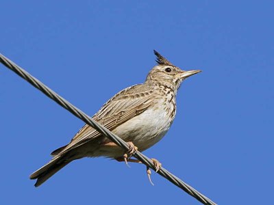 Crested Lark, Dalyan, Turkey