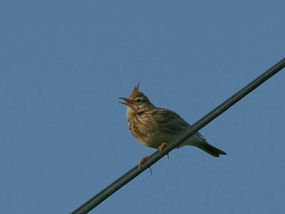 Crested Lark, Dalyan, Turkey