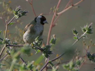 Goldfinch, Dalyan, Turkey