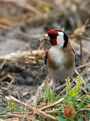 Goldfinch, Dalyan, Turkey